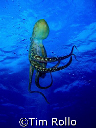 Octopus swim, Maui Hi.  Olympus Camera and housing by Tim Rollo 
